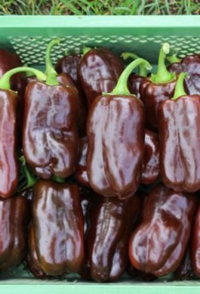 cv105_paprika sweet_chocolate9